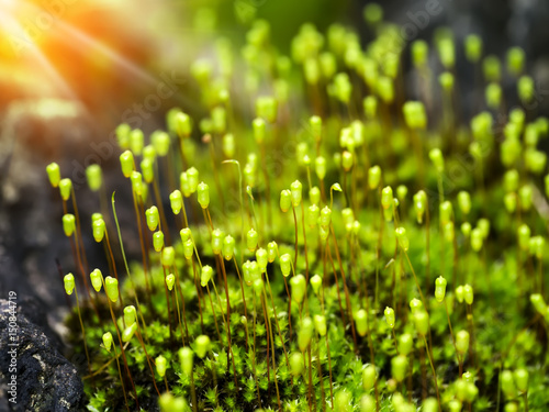 Macro photo of Cape Thread-moss with light.