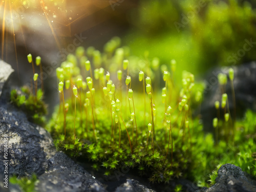 Macro photo of Cape Thread-moss with water drop and light.