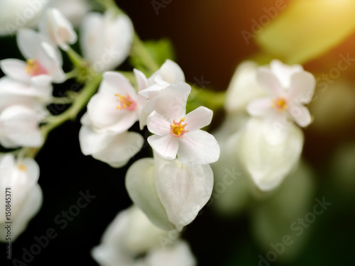 White Mexican Creeper in the garden.