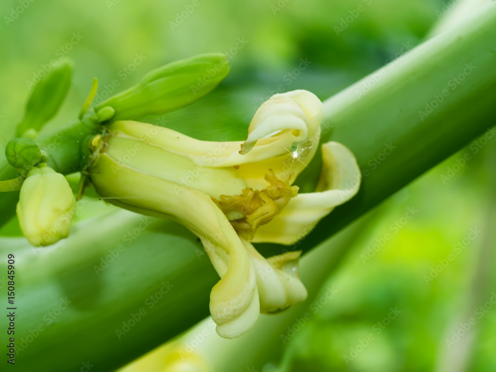 Obraz premium Papaya Flower
