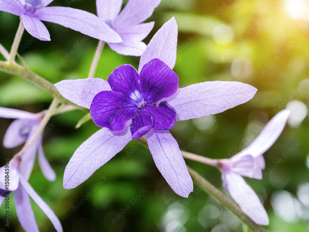 Petrea Flowers. (Queen's Wreath, Sandpaper Vine, Purple Wreath)