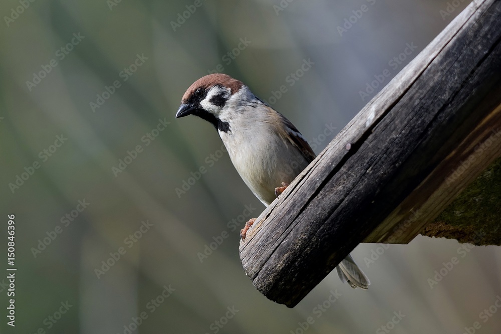 Naklejka premium Ein Sperling sitzt am Rand eines Vogelhauses
