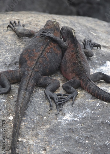 Marine Iguana ( Amblyrhynchus cristatus) a species of Iguana only found on the Galapagos Islands.