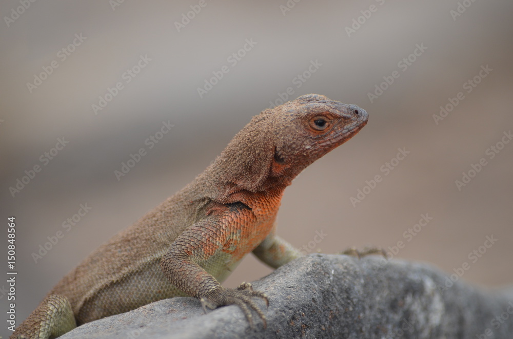 A Lava Lizard (Microlophus delanonis) sits on a rock on Isla Española in the Galapagos Islands. A Lava Lizard (Microlophus delanonis) sits on a rock on Isla Española in the Galapagos Islands.