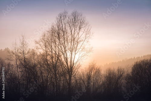 Foggy landscape with trees and sunset at evening