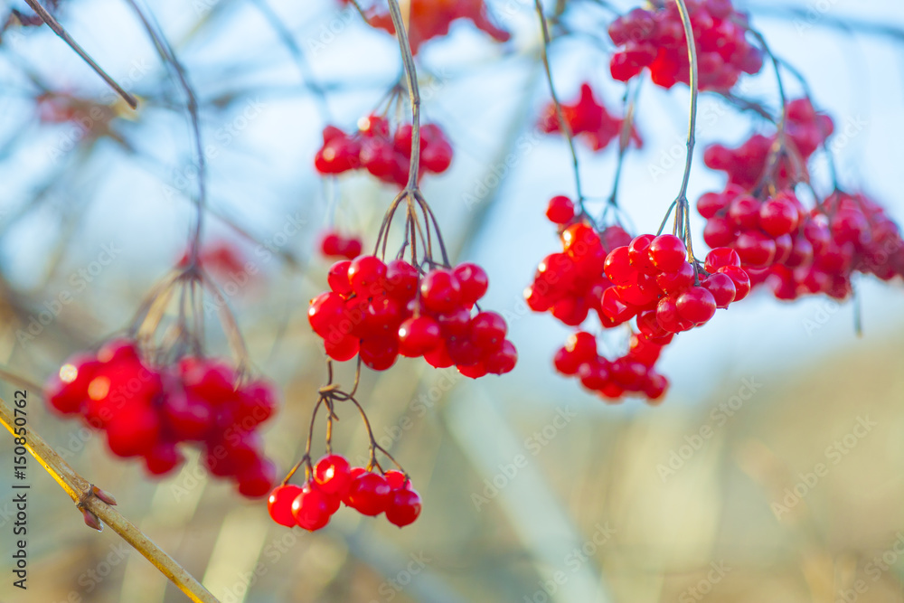 Viburnum berries
