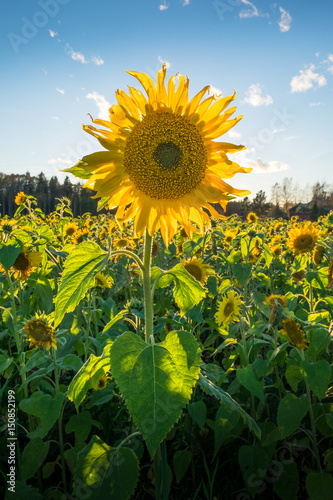 Sunflower field at summer day against blue sky