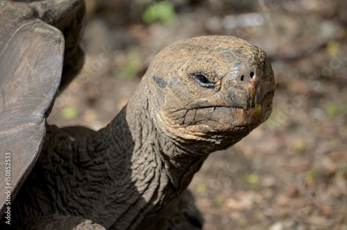 Galapagos Giant Tortoise at the Galapaguera reserve, San Cristobal island, Galapagos Islands