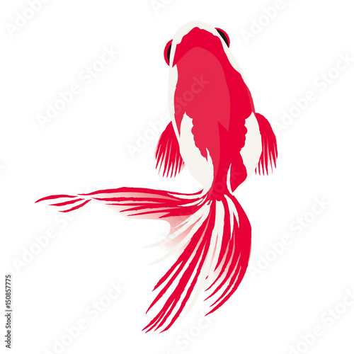金魚　イラスト