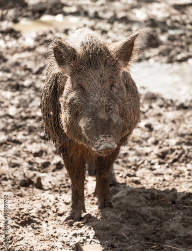 Big boar in the mud