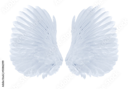 Fototapeta Naklejka Na Ścianę i Meble -  white wings of bird on white background