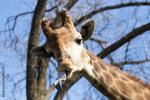Portrait of a giraffe on a wood background