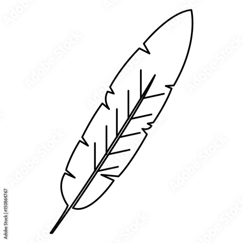 beauty and exotic feather vector illustration design
