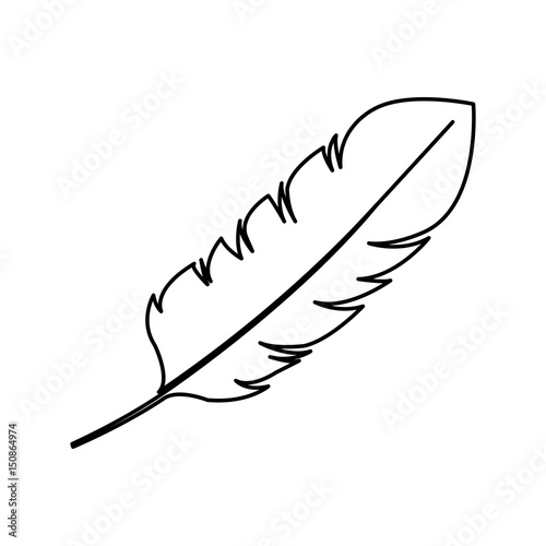 beauty and exotic feather vector illustration design