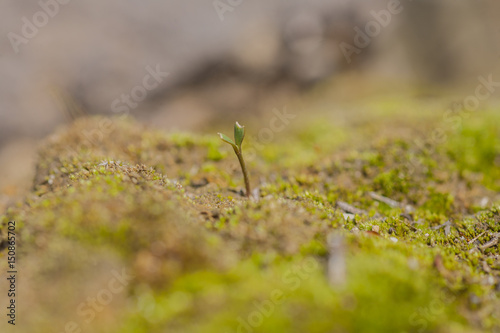 Spring moss © frijasswa