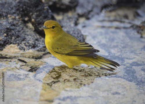 Aureola mangrove warbler seen on Santa Cruz, Galapagos Islands photo