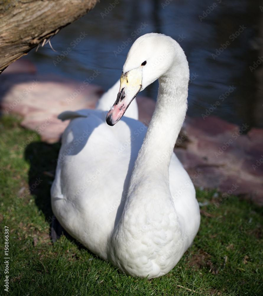 White swan in nature White swan in nature