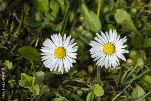 Open flower of daisies.