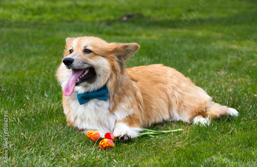 dog with the flower