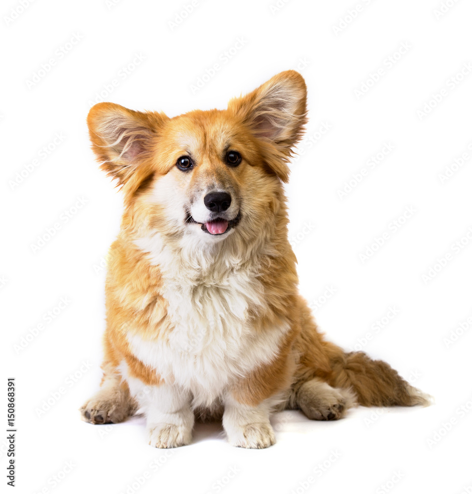 corgi fluffy dog isolated