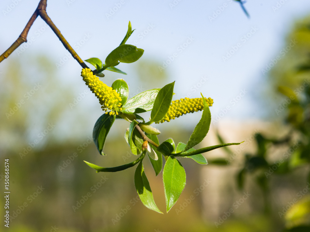 Obraz premium Brittle willow, Salix fragilis, blossom in spring with bokeh background, selective focus, shallow DOF