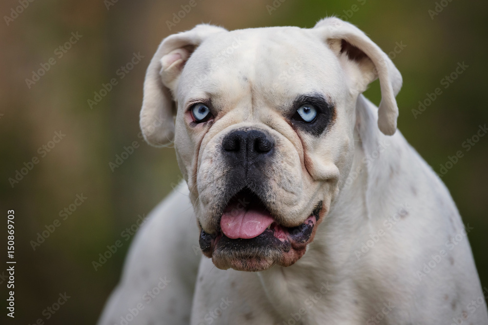 White german boxer look towards the photographer/beautiful and unique dog/czech republic in europe