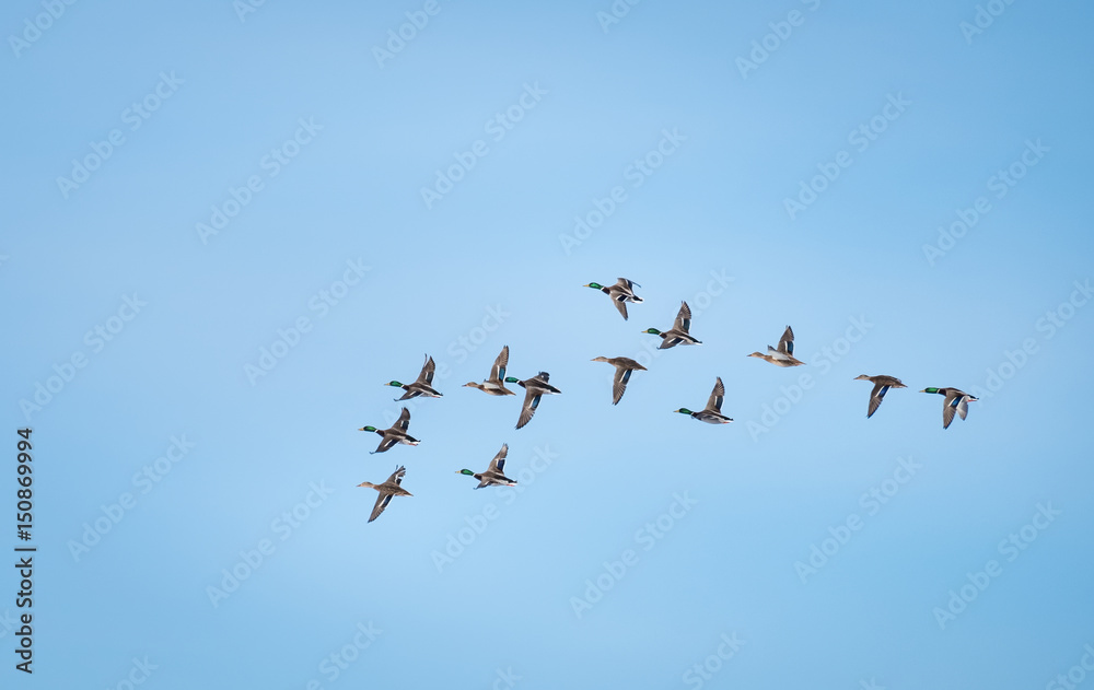 Lot of ducks flying against the blue sky