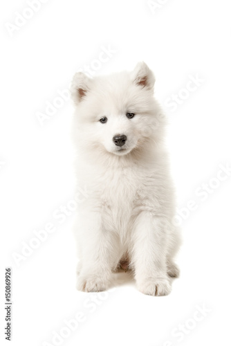 Cute samoyed puppy sitting and looking at the camera isolated on a white background