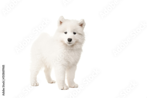 Cute standing white samoyed puppy dog seen from the side looking at the camera isolated on a white background photo