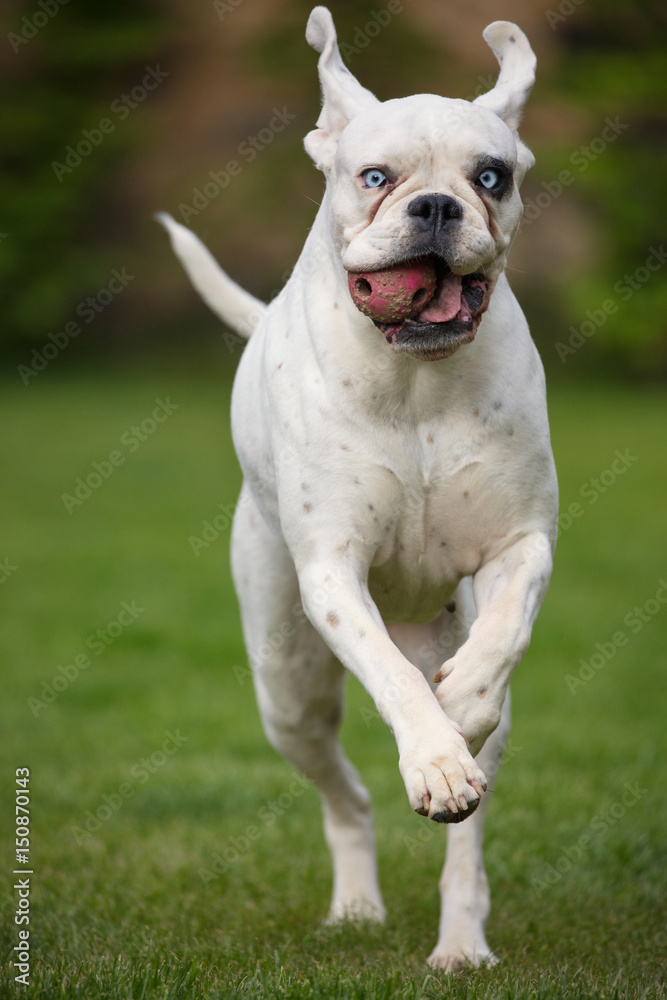 White german boxer jumping with a ball in mouth/beautiful and unique dog/czech republic in europe White german boxer jumping with a ball in mouth/beautiful and unique dog/czech republic in europe