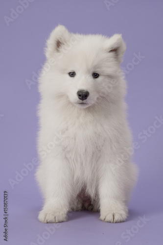 Fluffy white samoyed puppy sitting looking at the camera on a purple background