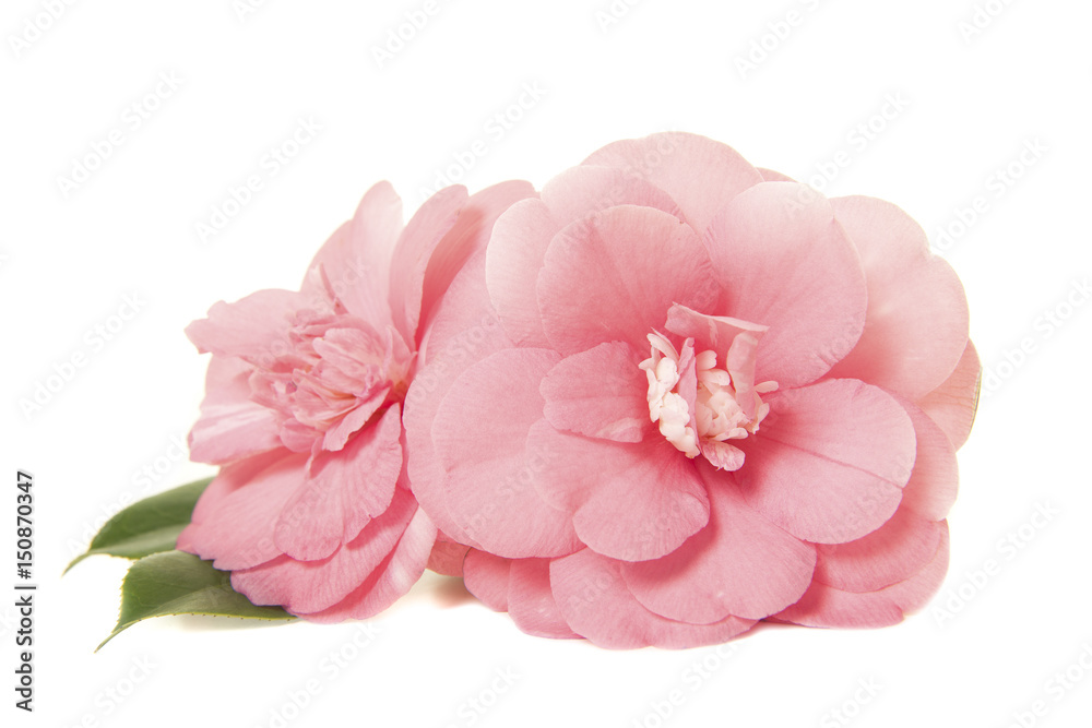 Pretty two pink camelia japanese roses isolated on a white background