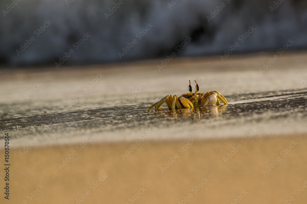 Crab Waiting A Ride Crab Waiting A Ride