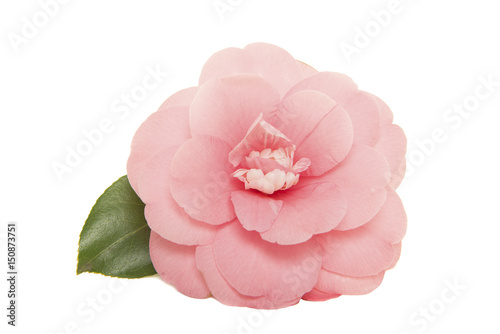 Foto Single blooming pink camelia japanese rose with leaf isolated on a white backgro