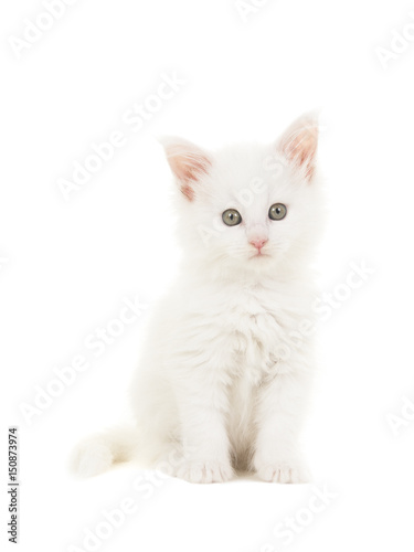 White main coon baby cat kitten sitting at looking at the camera isolated on a white background