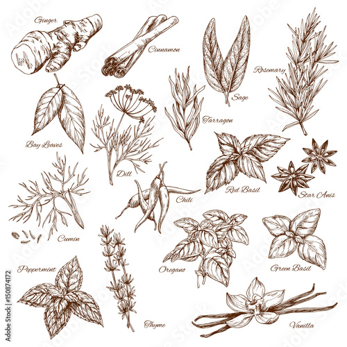 Vector sketch icons of spices and herb seasonings