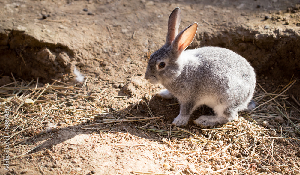 Fototapeta premium Hares on the ground in the wild