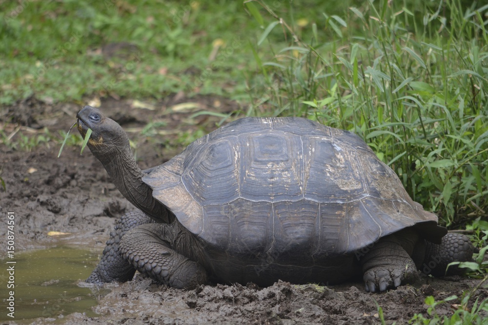 Galapagos Giant Tortoise at the El Chato / Los Primativos ranch on Santa Cruz, Galapagos Islands Galapagos Giant Tortoise at the El Chato / Los Primativos ranch on Santa Cruz, Galapagos Islands