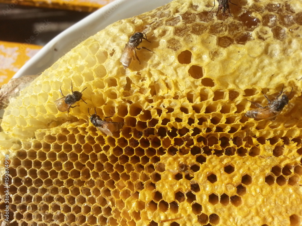  turbid honeycomb, Yellow honeycomb and bee 