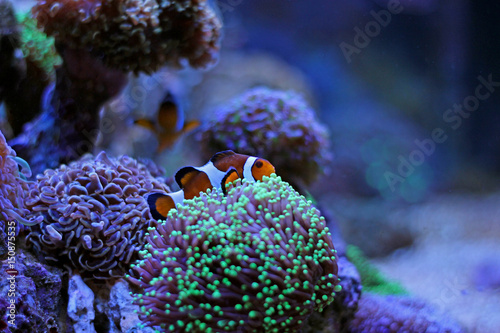 Finding Nemo in coral reef aquarium