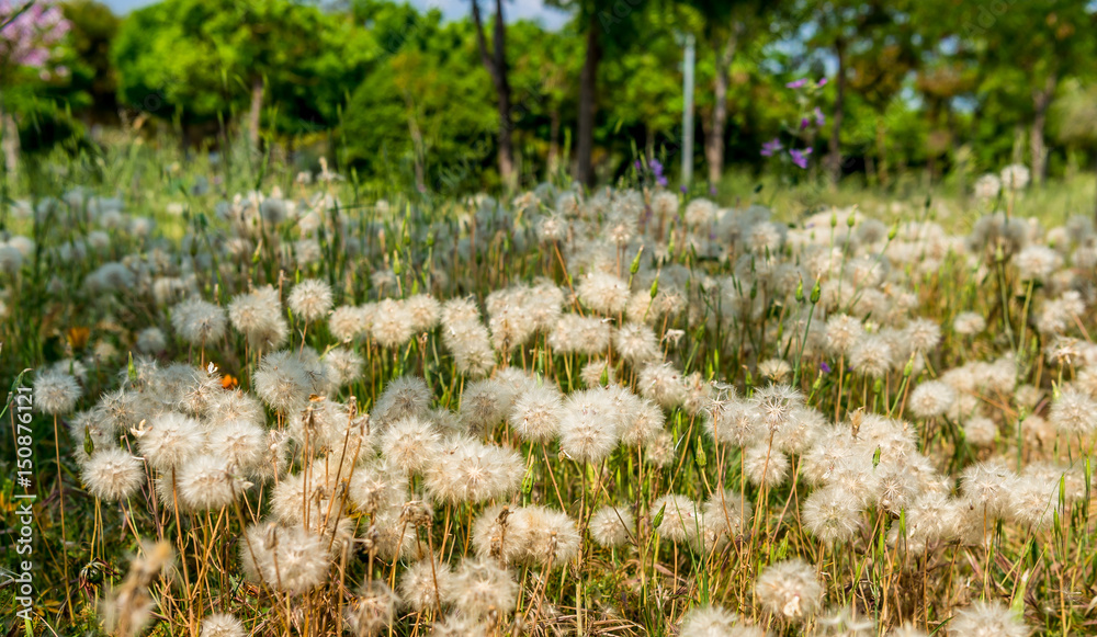 Obraz premium Dandelions in spring field