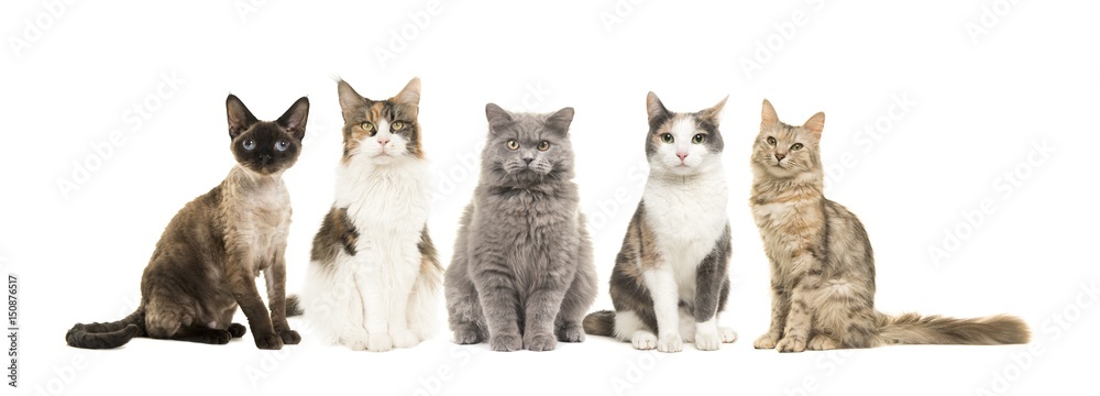 Naklejka premium Grupa kotów różnych ras siedzi patrząc na kamery na białym tle na białym tle