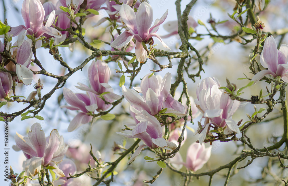 Branches of a blooming magnolia tree