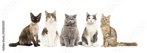 Group of different breed of cats sitting looking at the camera isolated on a white background photo