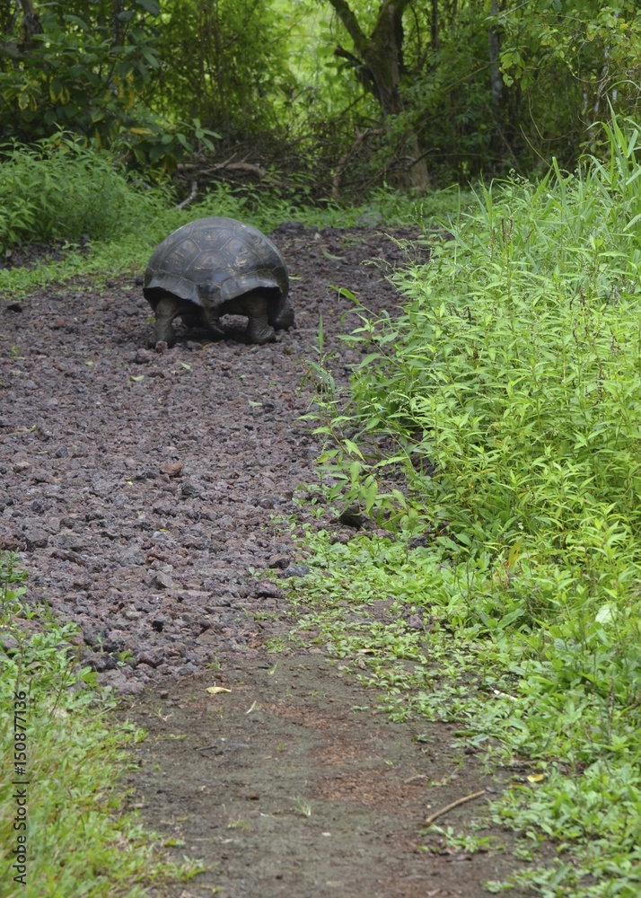 Galapagos Giant Tortoise at the El Chato / Los Primativos ranch on Santa Cruz, Galapagos Islands Galapagos Giant Tortoise at the El Chato / Los Primativos ranch on Santa Cruz, Galapagos Islands
