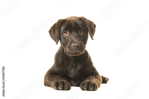 4 months old brown labrador retriever puppy lying down seen from the front  with its paws in front of her and looking straight at the camera isolated on a white background