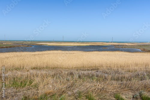 Thickets of reeds on the seashore