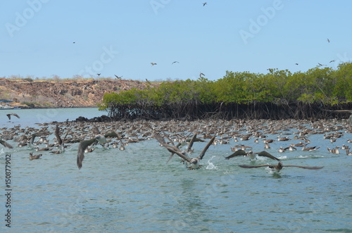 Flocks of Blue footed Booby's dive for fish in the Ithabaca Canal, off Isla Santa Cruz in the Galapagos Islands photo