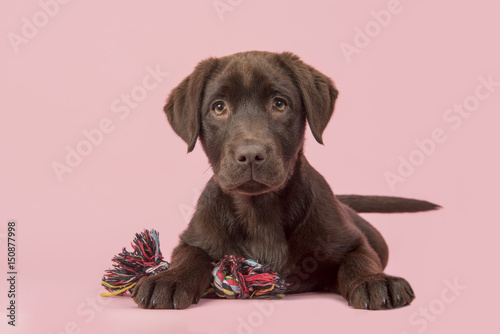 Fototapeta Naklejka Na Ścianę i Meble -  Brown labrador retriever puppy lying down seen from the front, with its paws in front of her holding a knotted rope bone toy and looking cute straight at the camera on a pink background