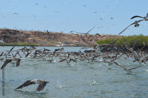 Flocks of Blue footed Booby's dive for fish in the Ithabaca Canal, off Isla Santa Cruz in the Galapagos Islands photo